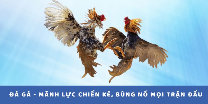 Đá Gà - Mãnh lực chiến kê, bùng nổ mọi trận đấu