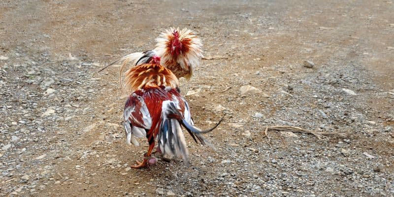 Giới thiệu về đá gà JUN88