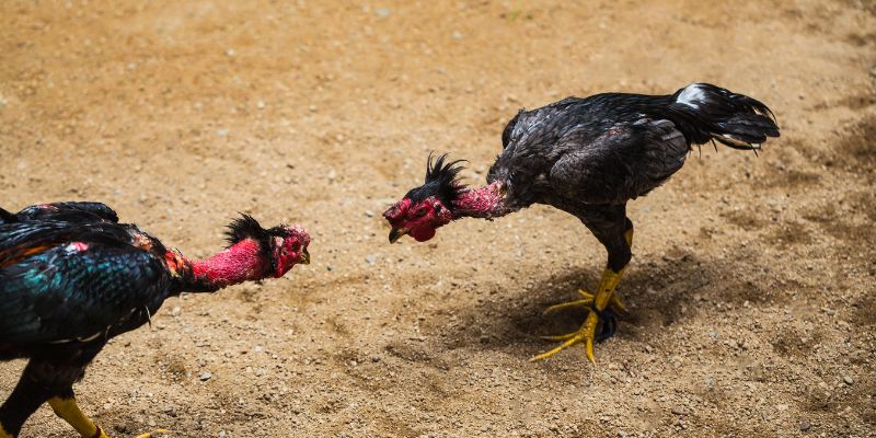 Lý do nên chọn xem đá gà trực tiếp c1